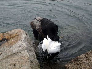 Huint for Eider, Old Squaw, White Wing Scoter, Black Scoter and Surf Scoter in Massachusetts, Rhode Island, and Maine Huint for Eider, Old Squaw, White Wing Scoter, Black Scoter and Surf Scoter in Massachusetts, Rhode Island, and Maine